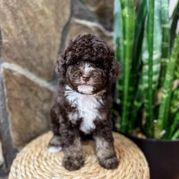 Bear - Red tri-color male Aussiedoodle puppy in Sharpsburg, Georgia from Steindoodles