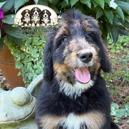 Independence aka Indie - Tri-color female Bernedoodle puppy in Spartanburg, South Carolina from Southern Magnolia Bernedoodles