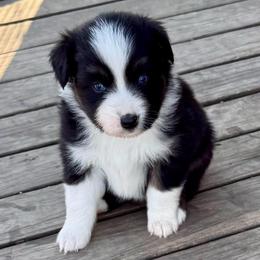 Skylar - Black tri-color female Australian Shepherd puppy in Mount Vernon, Texas from RJ's Aussie Posse