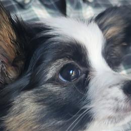 Papillons from Lakeview Papillons