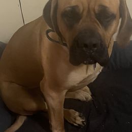 Mastiff All Grown Up from J and L Farms Mastiff’s
