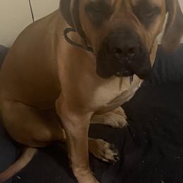 Mastiff All Grown Up from J and L Farms Mastiff’s