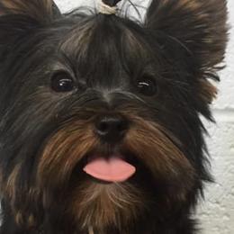 Poodles, Shih Tzus, and Yorkshire Terriers from Smoochie Pooch Puppies