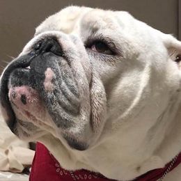 Bulldogs from Sochabull