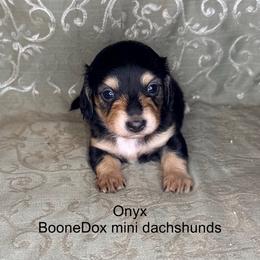 Onyx - Black and cream female Dachshund puppy in Lexington, Oklahoma from BooneDox Miniature Dachshunds