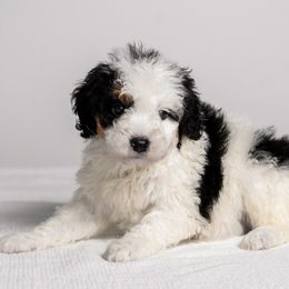 Michael - Tri-color male Bernedoodle puppy in Slc, Utah from Timp Doodles