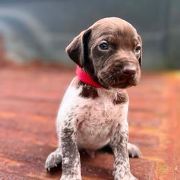 Mickey - White and liver male German Shorthaired Pointer puppy in Macclenny, Florida from Dillon's GSPs