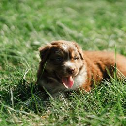 Girl 2 - female Australian Shepherd puppy in Albany, Indiana from Hughes Heritage Aussies