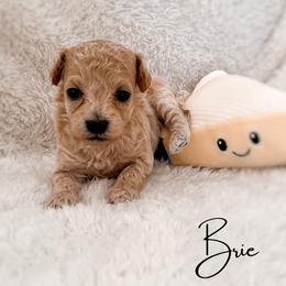 Brie - Cream female Maltipoo puppy in Kula, Hawaii from Toy Poodle & Maltipoo Maui