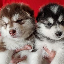 Alaskan Malamute Puppies from Kalamals