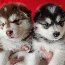 Alaskan Malamute Puppies from Kalamals