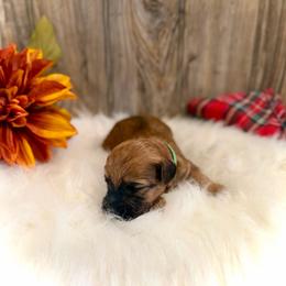 Buddy - Wheaten male Whoodle puppy in Merritt, Michigan from Genesis Family Farm
