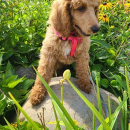 Poodle Puppies from My Buddies Puppies