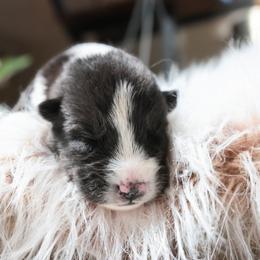 Moo moo - Black and white female Siberian Husky puppy in Bly, Oregon from Hill Top Huskies