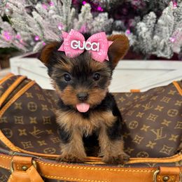 Gorgeous Gucci Girl - Black and tan female Yorkshire Terrier puppy in North Chelmsford, Massachusetts from Coastal Yorkshire Terrier Yorkies & Biewer Terriers
