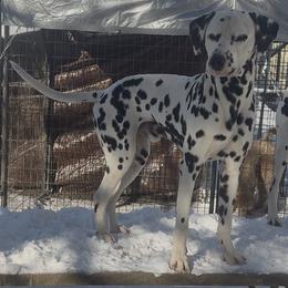 Rude - Dalmatian