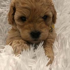 Labradoodles from Revasdoodles