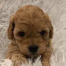 Labradoodles from Revasdoodles