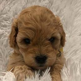 Labradoodles from Revasdoodles