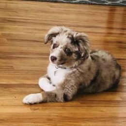 Miniature American Shepherd and Miniature Australian Shepherd Puppies from Idaho Mountain Mini Aussies