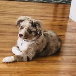 Miniature American Shepherd and Miniature Australian Shepherd Puppies from Idaho Mountain Mini Aussies