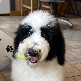 Boba - Parti male Goldendoodle puppy in Sugarcreek, Ohio from True Hearted Doodles