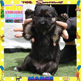 MARGE -- LOVING PUP - Black and tan female German Shepherd puppy in Murrieta, California from Diamond Oaks German Shepherds
