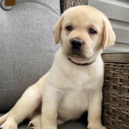 Labrador Retrievers from Crazy Tail Labradors