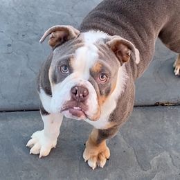Lily - Bulldog puppy in California from Socal G Bulldogs
