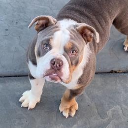 Lily - Bulldog puppy in California from Socal G Bulldogs