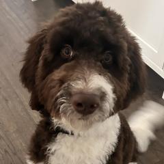 Bernedoodles and Newfypoos from Small Town Doodles & Poodles