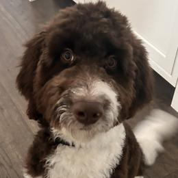 Bernedoodles and Newfypoos from Small Town Doodles & Poodles