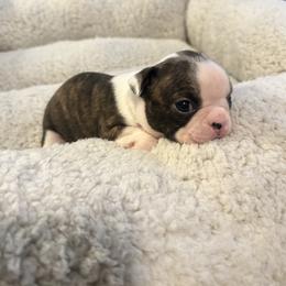 Miracle - Brindle and white female Boston Terrier puppy in Brookville, Ohio from Best Friend Bostons