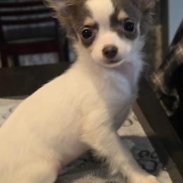 Nitro - Blue and white male Chihuahua puppy in Plainfield, Indiana from Abby's Pampered Pooches