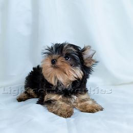 Yorkshire Terrier Puppies from Lightsome Yorkies