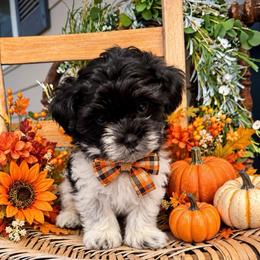 Buttercup - Parti male Maltipoo puppy in Dover, Florida from Country Cottage Puppies