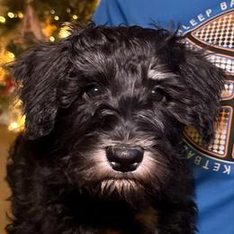 Shadow - Black and silver male Miniature Schnauzer puppy in Akeley, Minnesota from Great Northern Schnauzers