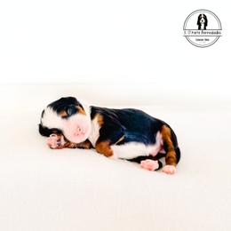 Green Collar Male - Theodore - Tri-color male Bernedoodle puppy in Lebanon, Ohio from 3|17 Korte Bernedoodles LLC