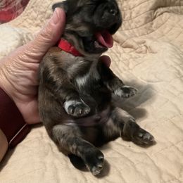 Shih Tzu Puppies from Pilgrim Shih tzu