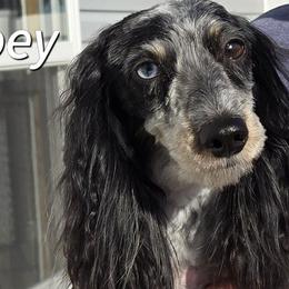 Zoey - Dachshund