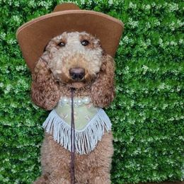 Goldendoodle Puppies from Labradoodleday