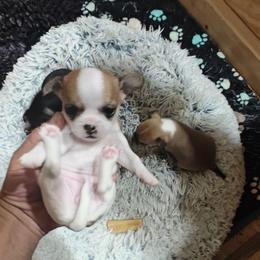 Ziggy - Chocolate and white female Chihuahua puppy in Gray, Louisiana from Chi Chi's Place LLC