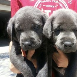 Labrador Retriever Puppies from Silver Labrador of Southern California