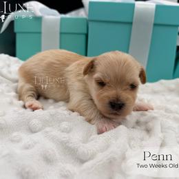 Penn - Gold male Shorkie puppy in Scottsdale, Arizona from Lil Luxe Pups