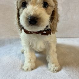 Percy Jr - Red and white male Cockapoo puppy in Adrian, Oregon from ApplebyFarm