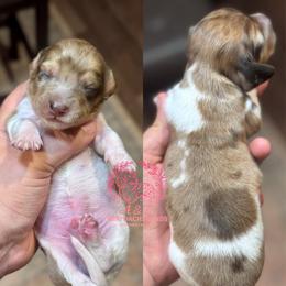 Delightful Derrick - Dapple male Dachshund puppy in Hornbeck, Louisiana from A&Z Mini Dachshunds