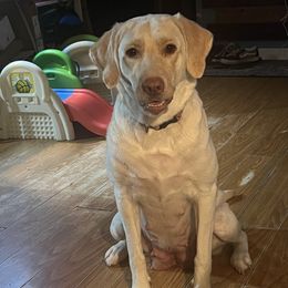 Ivy - Labrador Retriever