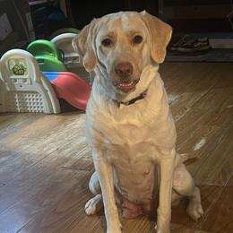 Ivy - Labrador Retriever