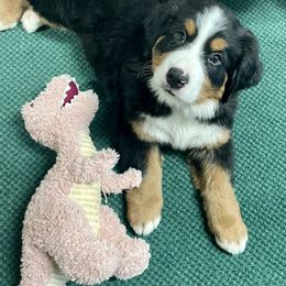 Bernese Mountain Dog Puppies from Willow Tree Berners