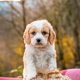 Cavapoo, Cockapoo, Labradoodle, and Poodle Puppies from Heavenly Puppies to Love
